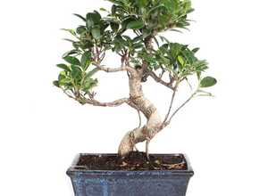 Bonsaï Ficus retusa (8 ans)