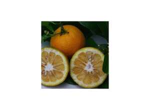 Bigaradier BIO - Orange amère à confiture