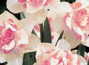Narcisses Fourer Replete