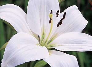 Lys orientaux blancs