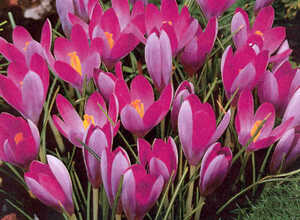Crocus Tommasinianus Roseus (En Vrac)