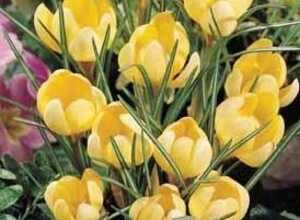 Crocus Romance Crocus Romance