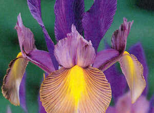 Iris de Hollande Festa