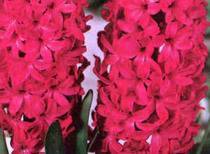 Jacinthe Jan Bos