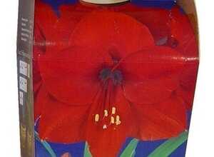 Amaryllis rouge (Hippeastrum) avec pot