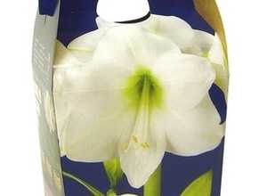 Amaryllis blanc (Hippeastrum) avec pot