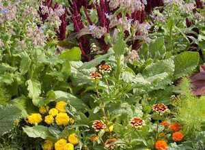 Mélange de graines florales anti limaces
