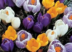 Crocus Ã  Grandes fleurs en MÃ©lange (XL-Emballage)