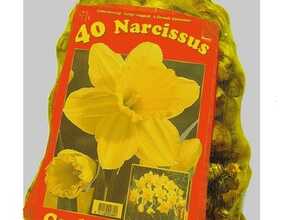 Narcisses Carlton (Emballage économique)