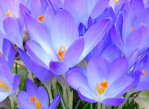 Crocus Tommasinianus Ruby Giant