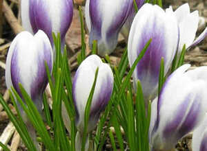 Crocus Prins Claus