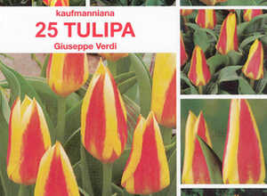 Tulipes Giuseppe Verdi