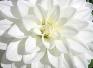Dahlia DÃ©coratif Blanc Fleurel