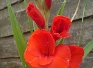 Glaïeuls Crimson