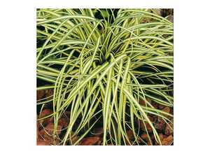 Carex oshimensis evergold