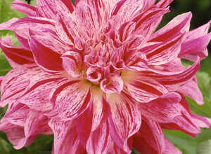 Dahlia dÃ©coratif Bristol Stripe