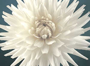 Dahlia Cactus My Love
