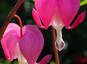 Coeur de Marie Spectabilis (Plantes en Pot)