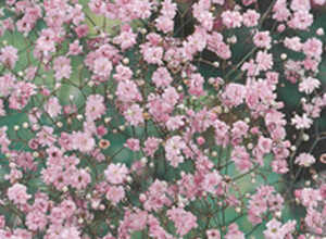 Gypsophile Rosea - Gypsophile