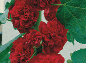 Rose trÃ©miÃ¨re Rouge