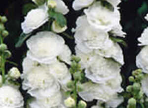 Rose trÃ©miÃ¨re Blanc
