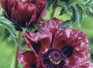 Pavot Patty Plum