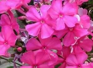 Phlox Starfire