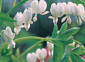 Coeur de Marie Alba (Plantes en Pot)