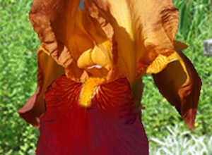 Iris Germanica Apache Warrior