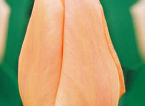 Tulipes Apricot Beauty Tulipes Apricot Beauty