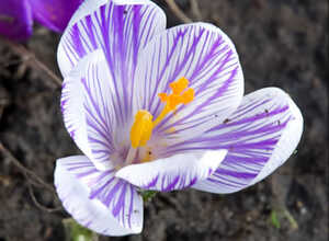 Crocus Pickwick