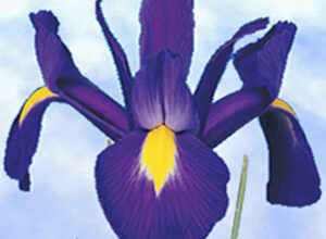 Iris de Hollande Bleu Magic