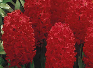 Jacinthe Jan Bos (en vrac)