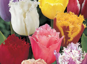 Tulipes Crispa en MÃ©lange