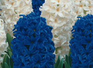Jacinthes bleues et blanches en mélange Jacinthes bleues et blanches en mélange