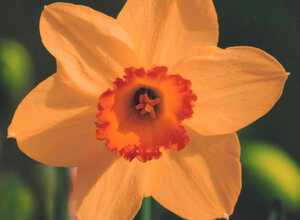 Narcisses Altruist