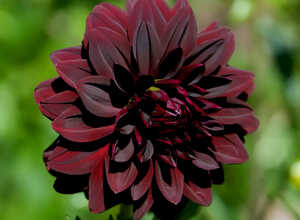 Dahlia Arabian Night