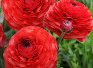 Renoncules rouges - Doubles rouges