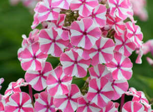 phlox maculata natascha