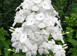 Phlox Junior Fountain