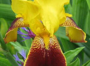 Iris Germanica Nibelungen