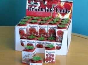 Greengift, Amour Ardent 40 pcs en showbox