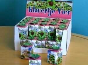 Greengift, Trefle a quattre feuilles 40 pcs en showbox