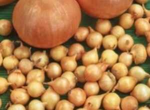 Oignons Ã  planter Sturon (500gr)