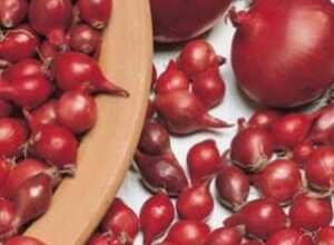 Oignon Ã  planter Red Baron (250gr)