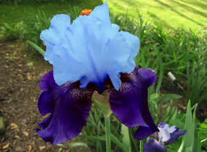 Iris Germanica Blue Bird Wine