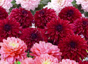 Dahlias Melody en mélange