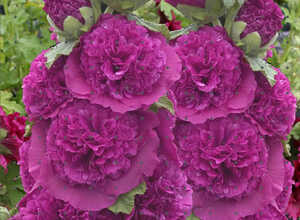 Rose trÃ©miÃ¨re Violet