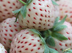 Pineberry