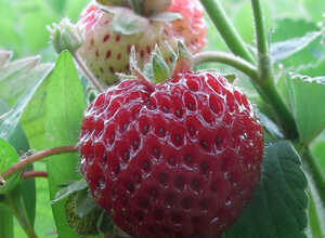 Fraises Framberry (en graines)